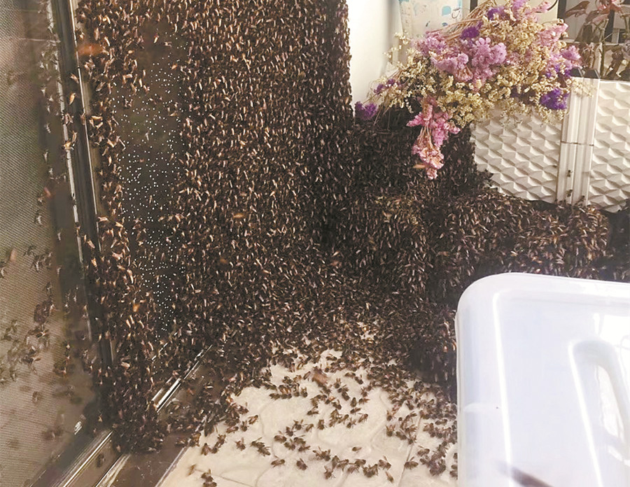 上万蜜蜂进家里筑巢揭秘上万蜜蜂进家筑巢背后的奥秘与故事